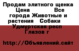 Продам элитного щенка › Цена ­ 30 000 - Все города Животные и растения » Собаки   . Удмуртская респ.,Глазов г.